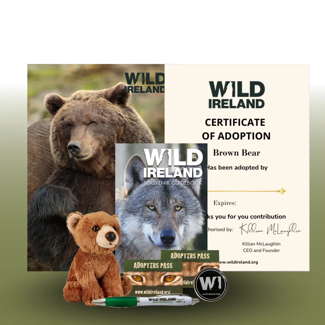 Brown Bear & Owl at Wild Ireland